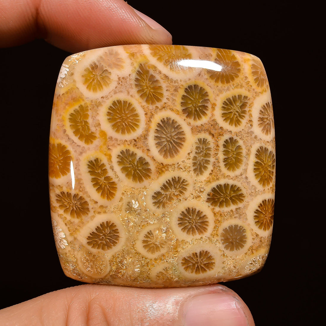 fossil coral radiant shape cabochon loose gemstone