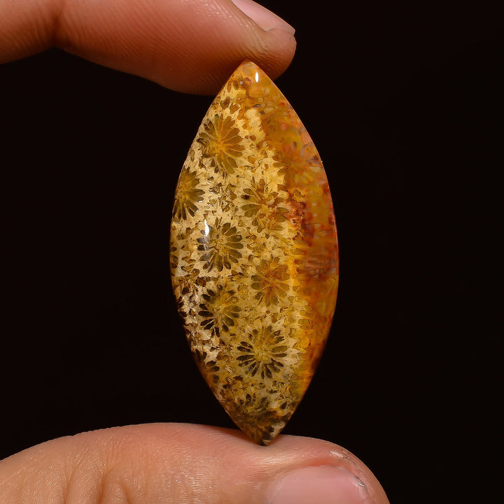 fossil coral marquise shape cabochon loose gemstone