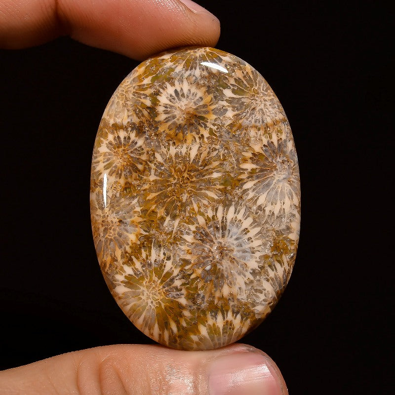 Fossil Coral Oval Shape Cabochon Loose Gemstone
