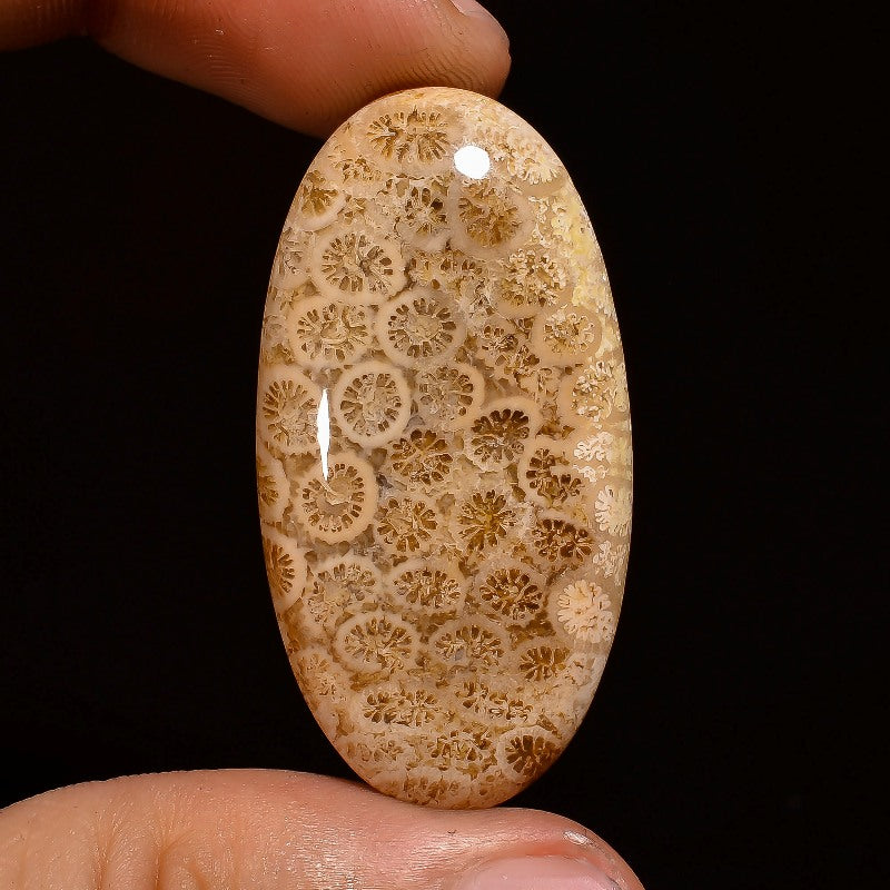 Fossil Coral Oval Shape Cabochon Loose Gemstone