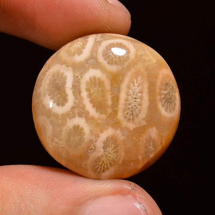 Fossil Coral Round Shape Cabochon Loose Gemstone
