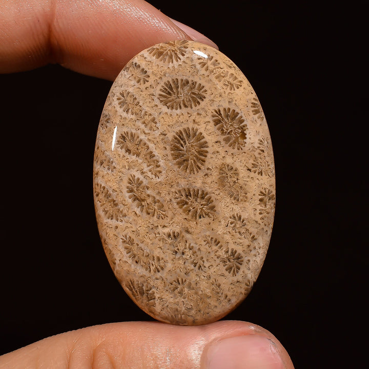 fossil coral oval shape cabochon loose gemstone