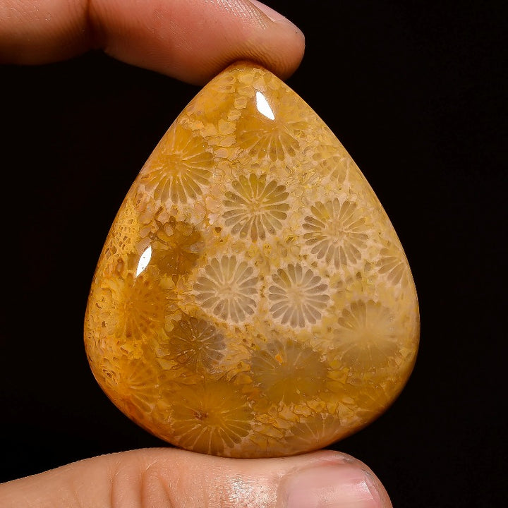 Fossil Coral Pear Shape Cabochon Loose Gemstone 